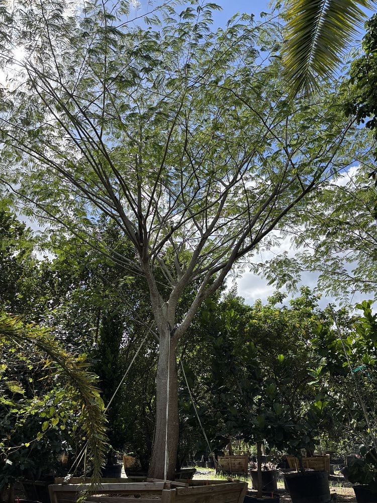 enterolobium-cyclocarpum-elephant-s-ear-monkey-ear-ear-pod-tree