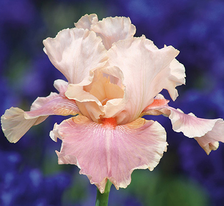 entitled-german-iris-iris-germanica-entitled