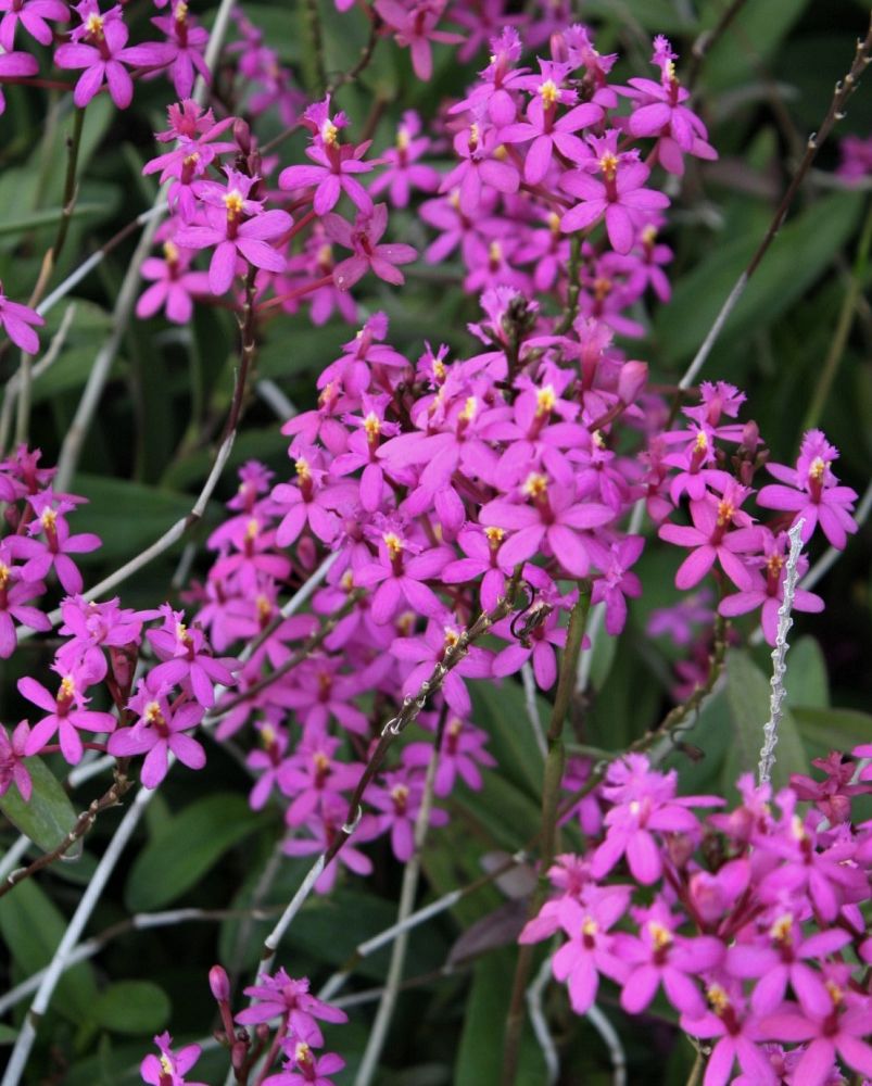 epidendrum-purple-rain-terrestrial-orchid-purple-reed-stem-orchid