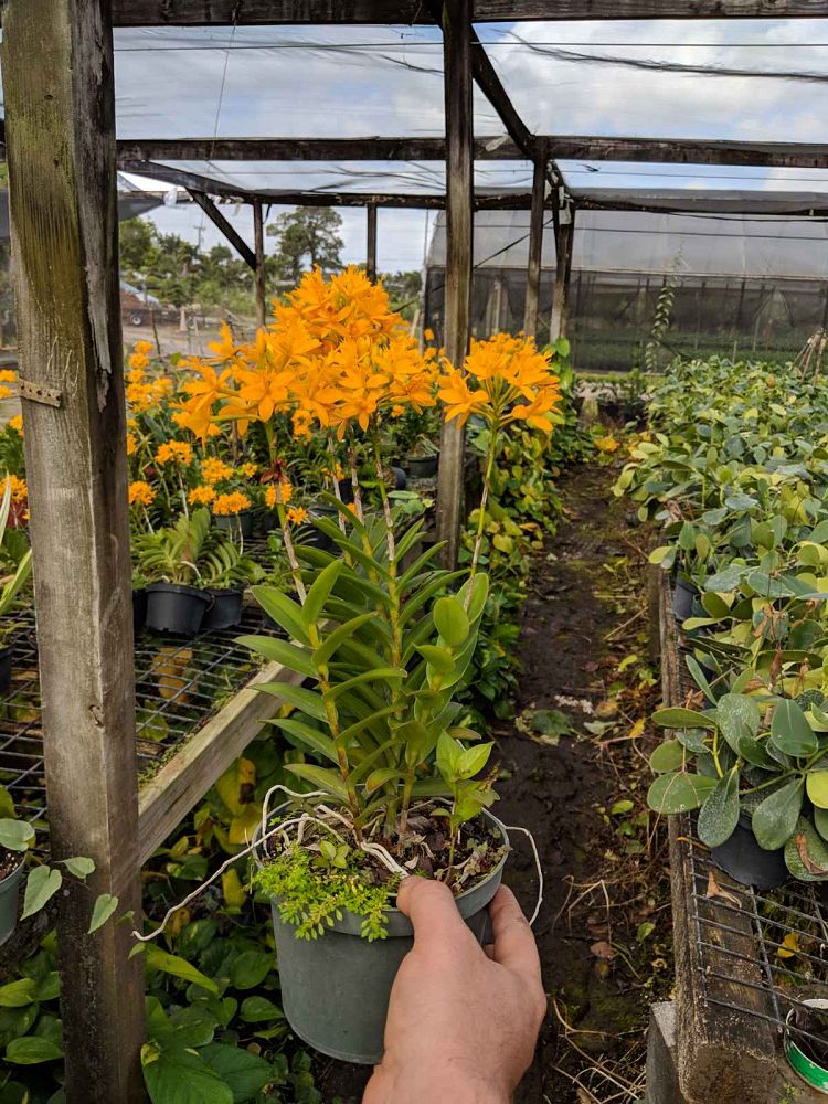 epidendrum-radicans-fire-star-orchid-ground-rooting-epi-rainbow-orchid-species-orchid