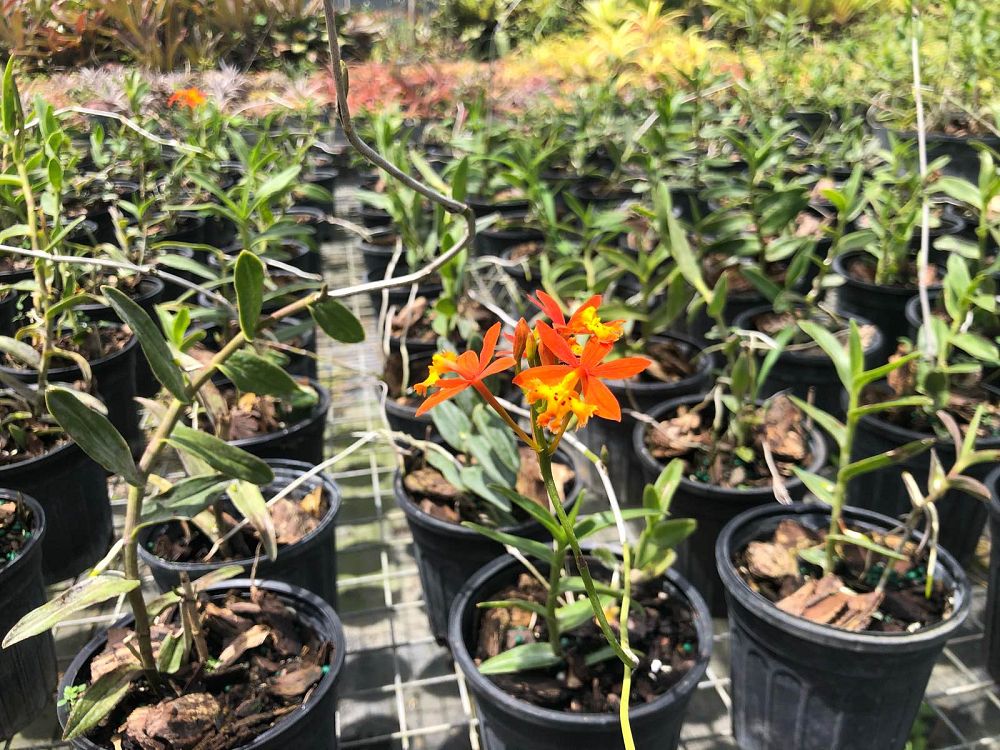 epidendrum-radicans-fire-star-orchid-ground-rooting-epi-rainbow-orchid-species-orchid