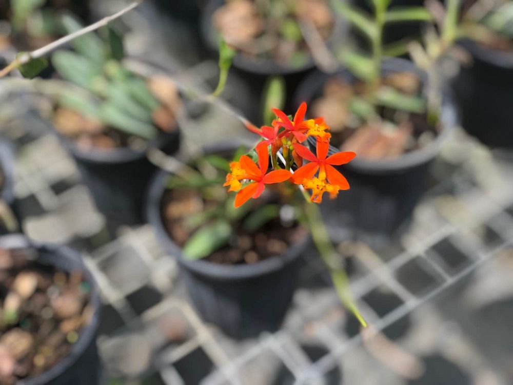 epidendrum-radicans-fire-star-orchid-ground-rooting-epi-rainbow-orchid-species-orchid