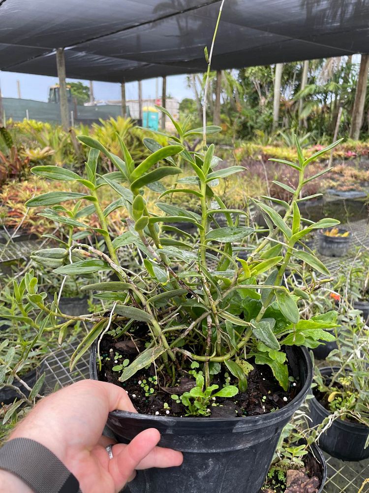epidendrum-radicans-fire-star-orchid-ground-rooting-epi-rainbow-orchid-species-orchid