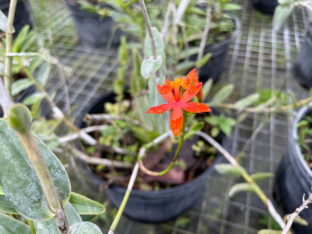 epidendrum-radicans-fire-star-orchid-ground-rooting-epi-rainbow-orchid-species-orchid