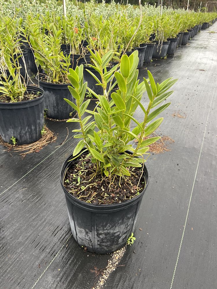 epidendrum-radicans-fire-star-orchid-ground-rooting-epi-rainbow-orchid-species-orchid