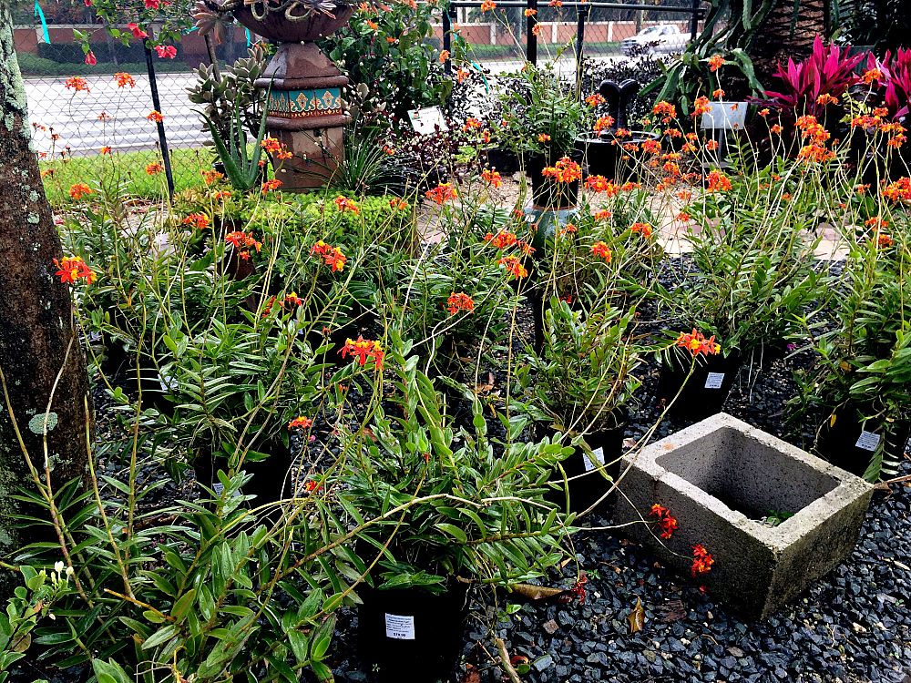 epidendrum-radicans-sunrise-reed-orchid