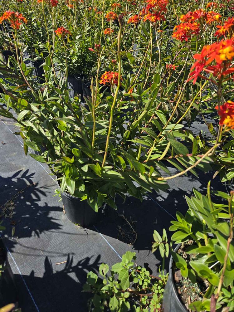 epidendrum-radicans-sunrise-reed-orchid