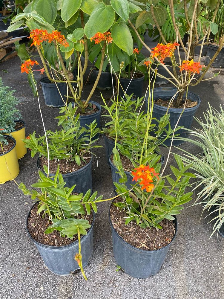 epidendrum-radicans-sunrise-reed-orchid