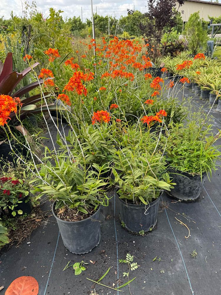 epidendrum-radicans-sunrise-reed-orchid