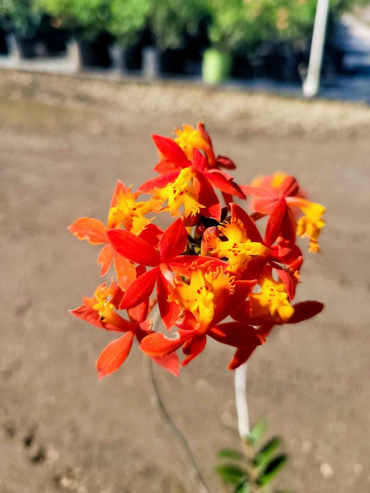 epidendrum-terrestrial-orchid-reed-stem-orchid
