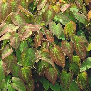 epimedium-alpinum-rubrum-red-alpine-barrenwort