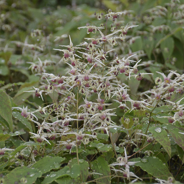 epimedium-domino-bishop-s-mitre-fairy-wings-barrenwort