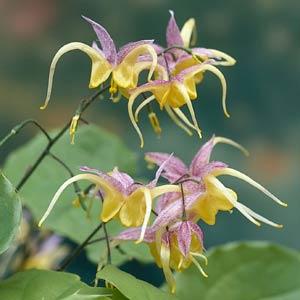epimedium-fire-dragon-bishop-s-mitre-fairy-wings-barrenwort