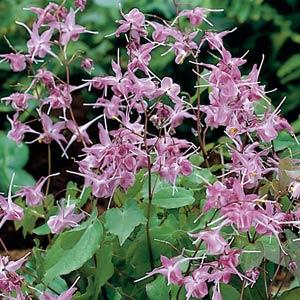 epimedium-grandiflorum-lilafee-barrenwort-longspur-epimedium