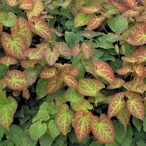 epimedium-perralchicum-frohnleiten-frohnleiten-barrenwort