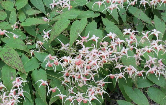 epimedium-pink-champagne-bishop-s-mitre-fairy-wings-barrenwort