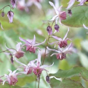 epimedium-pink-elf-bishop-s-mitre-fairy-wings-barrenwort