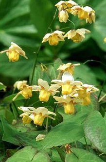 epimedium-versicolor-sulphureum-yellow-bicolor-barrenwort