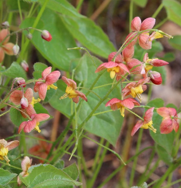 epimedium-x-warleyense-orangekonigin-warley-epimedium-orange-queen