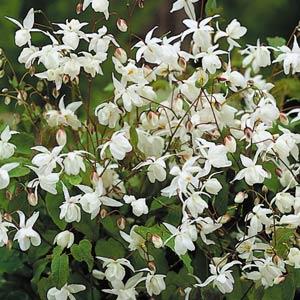 epimedium-youngianum-niveum-white-young-s-barrenwort