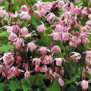 epimedium-youngianum-roseum-rose-young-s-barrenwort