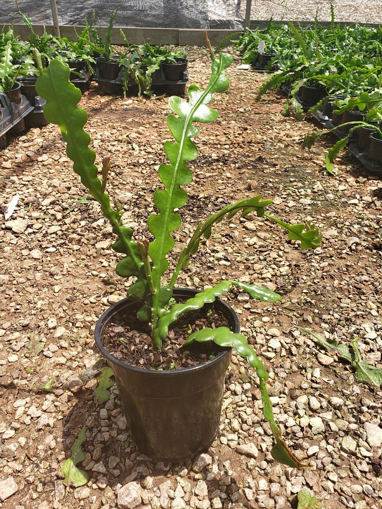 epiphyllum-anguliger-fish-bone-cactus-queen-of-the-night-rick-rack-cactus-moon-cactus