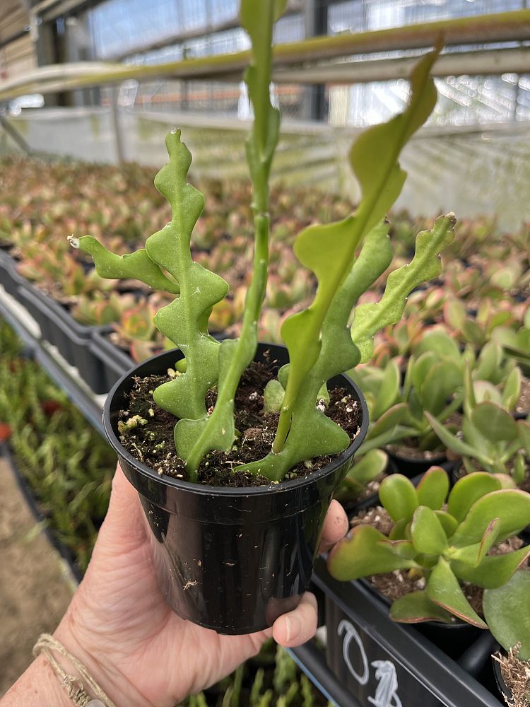 epiphyllum-anguliger-fish-bone-cactus-queen-of-the-night-rick-rack-cactus-moon-cactus