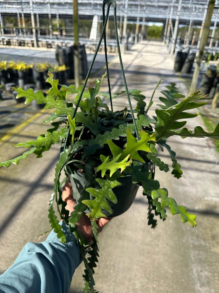 epiphyllum-anguliger-fish-bone-cactus-queen-of-the-night-rick-rack-cactus-moon-cactus