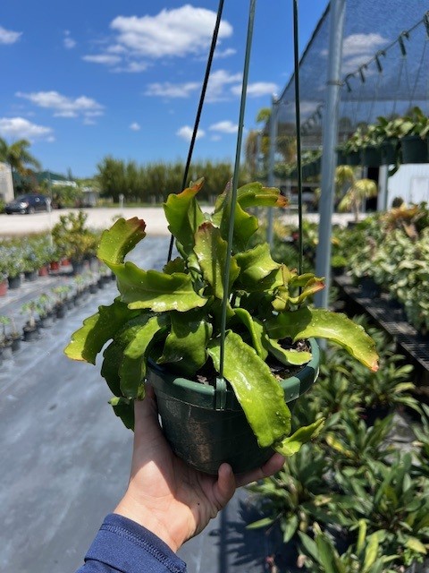 epiphyllum-guatemalense-f-monstrosa-curly-locks-orchid-cactus