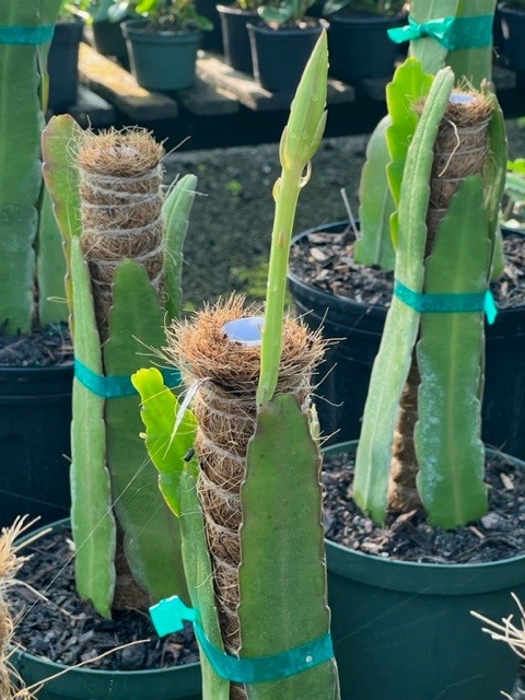 epiphyllum-hookeri-hooker-s-orchid-cactus-climbing-cactus