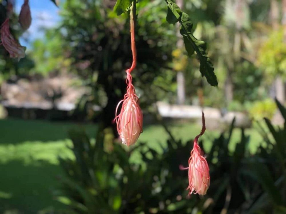 epiphyllum-oxypetalum-night-blooming-cereus-dutchman-s-pipe-cactus