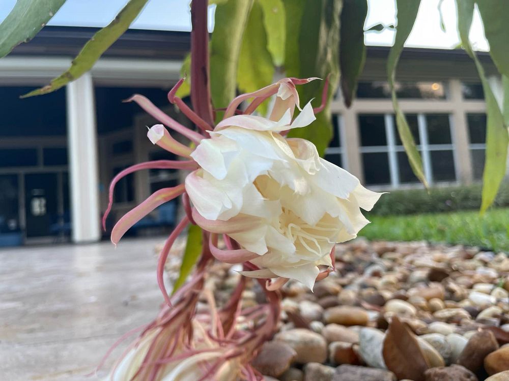 epiphyllum-oxypetalum-night-blooming-cereus-dutchman-s-pipe-cactus