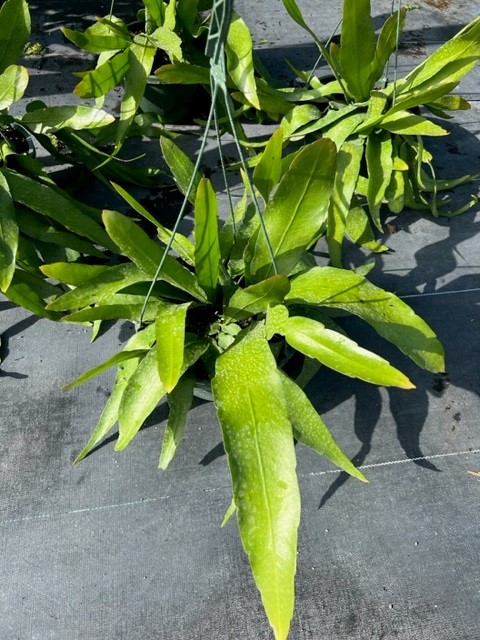 epiphyllum-pumilum