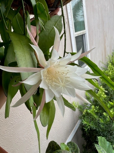 epiphyllum-pumilum