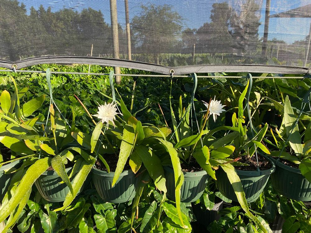epiphyllum-white-splendor-epicactus-orchid-cactus-hybrid-epiphyllum
