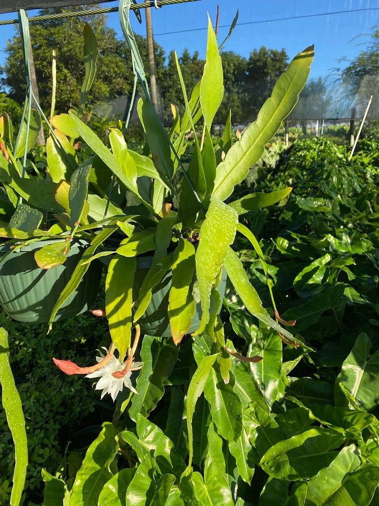 epiphyllum-white-splendor-epicactus-orchid-cactus-hybrid-epiphyllum
