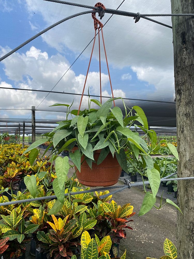 epipremnum-aureum-cebu-blue-golden-pothos-vine-devil-s-ivy-centipede-vine