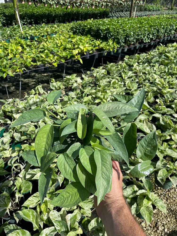 epipremnum-aureum-cebu-blue-golden-pothos-vine-devil-s-ivy-centipede-vine