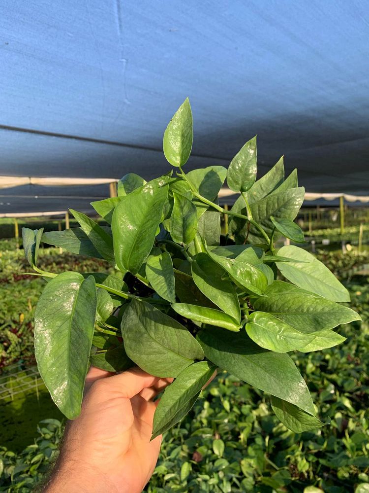 epipremnum-aureum-cebu-blue-golden-pothos-vine-devil-s-ivy-centipede-vine