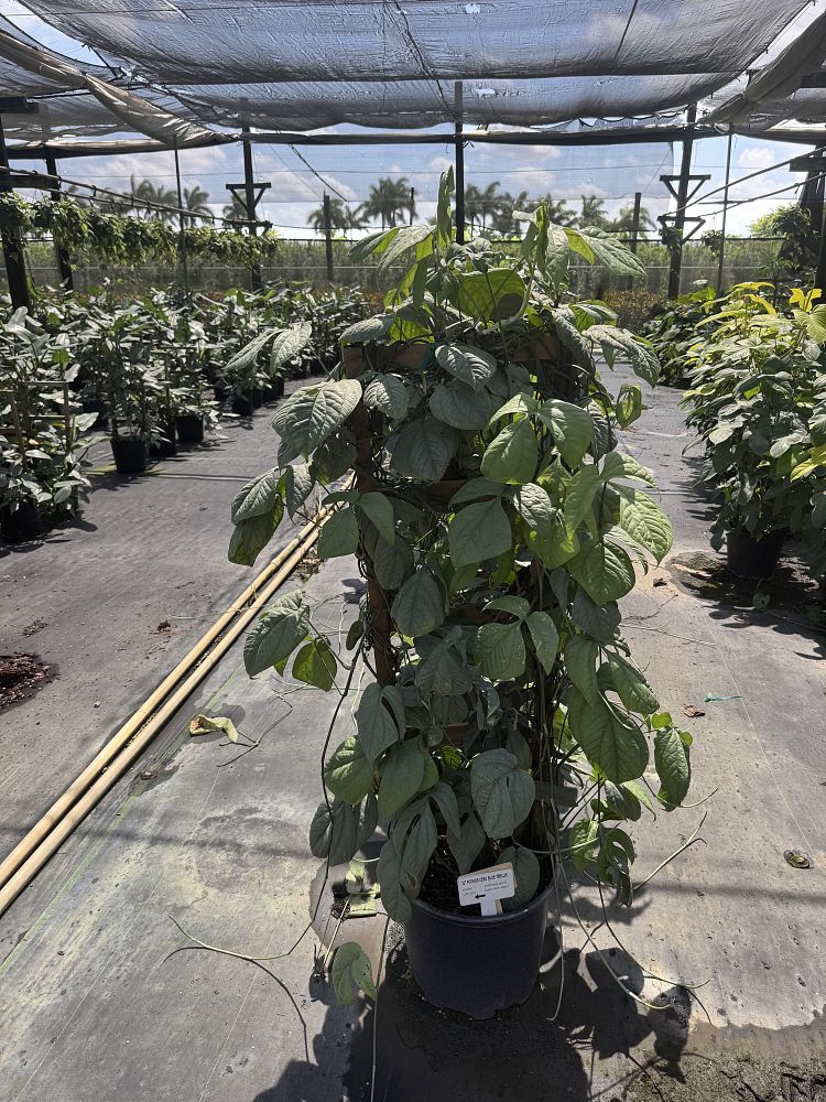 epipremnum-aureum-cebu-blue-golden-pothos-vine-devil-s-ivy-centipede-vine
