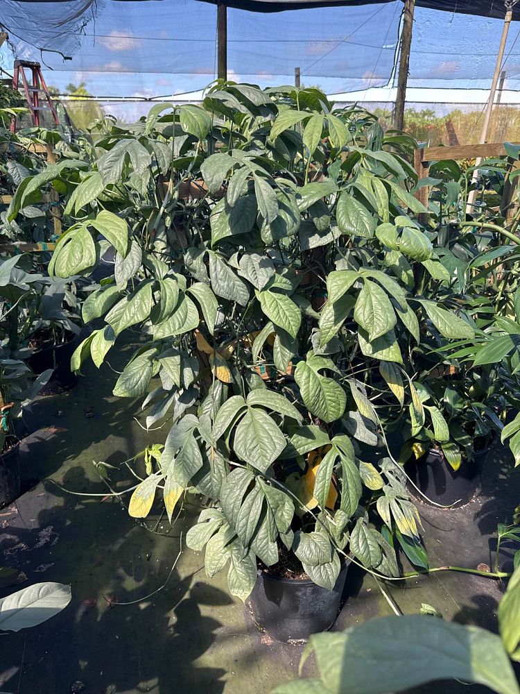 epipremnum-aureum-cebu-blue-golden-pothos-vine-devil-s-ivy-centipede-vine