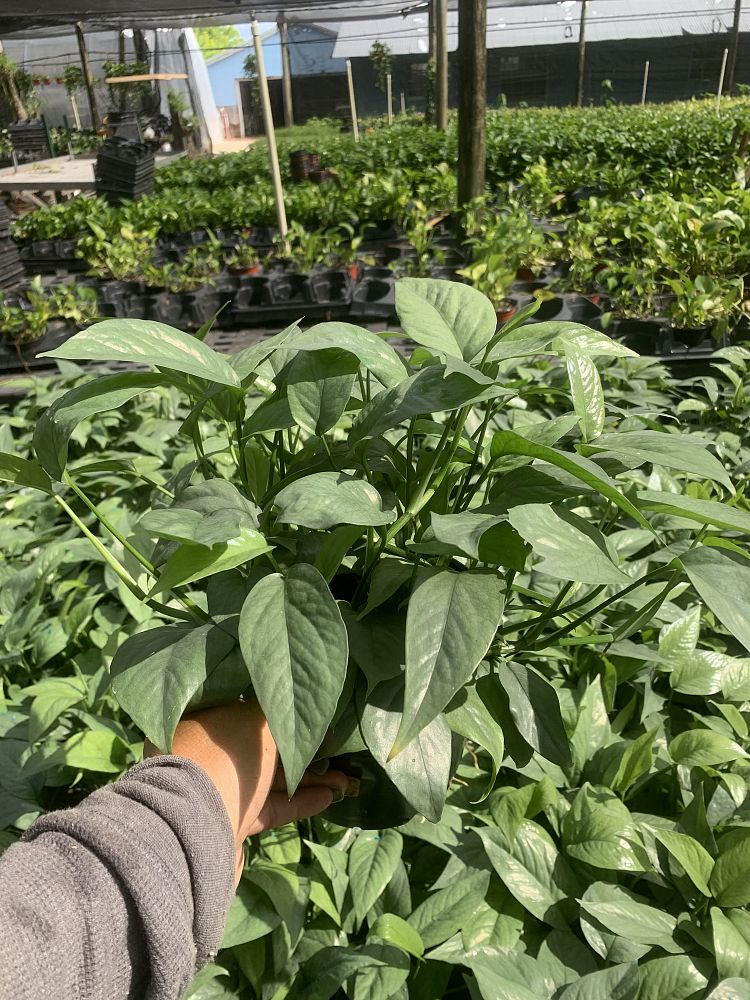 epipremnum-aureum-cebu-blue-golden-pothos-vine-devil-s-ivy-centipede-vine
