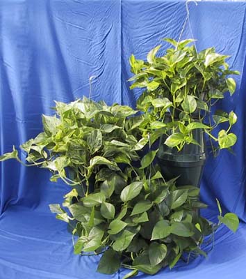 epipremnum-aureum-golden-pothos-vine-devil-s-ivy-centipede-vine