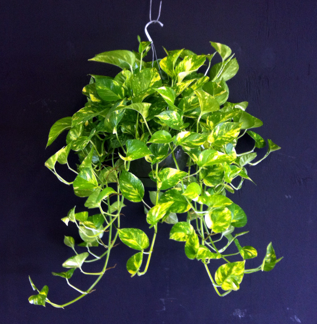 epipremnum-aureum-golden-pothos-vine-devil-s-ivy-centipede-vine