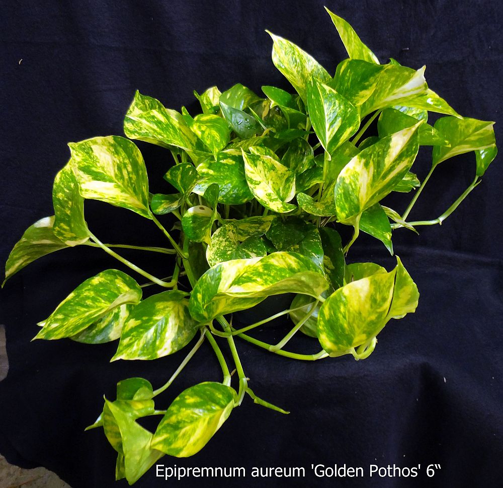 epipremnum-aureum-golden-pothos-vine-devil-s-ivy-centipede-vine