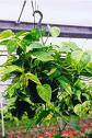 epipremnum-aureum-golden-pothos-vine-devil-s-ivy-centipede-vine