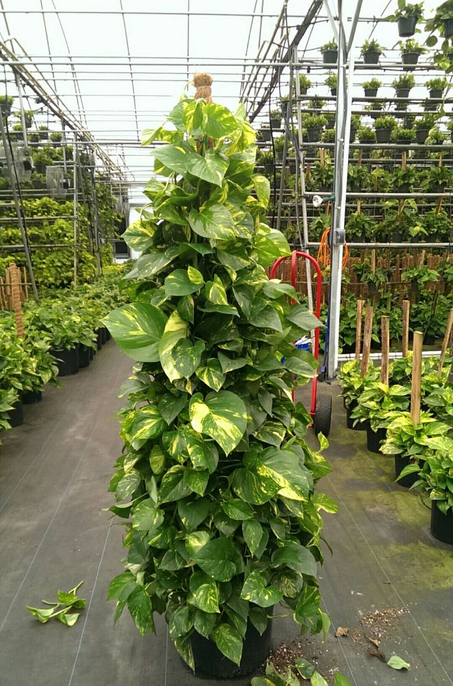 epipremnum-aureum-golden-pothos-vine-devil-s-ivy-centipede-vine