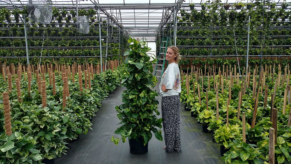 epipremnum-aureum-golden-pothos-vine-devil-s-ivy-centipede-vine