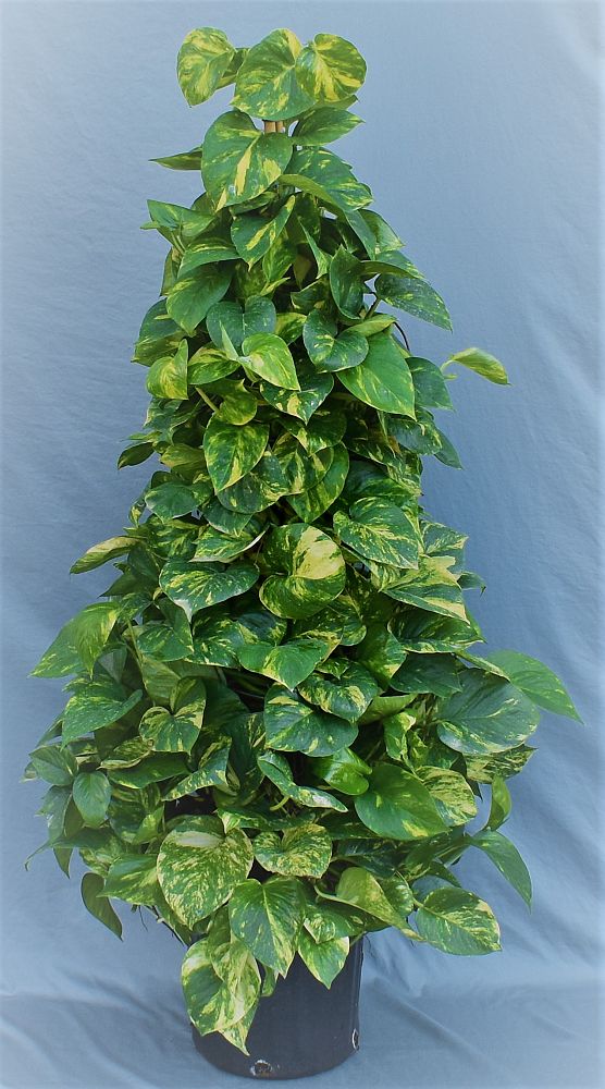 epipremnum-aureum-golden-pothos-vine-devil-s-ivy-centipede-vine