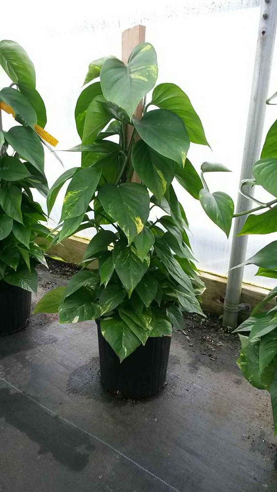 epipremnum-aureum-golden-pothos-vine-devil-s-ivy-centipede-vine
